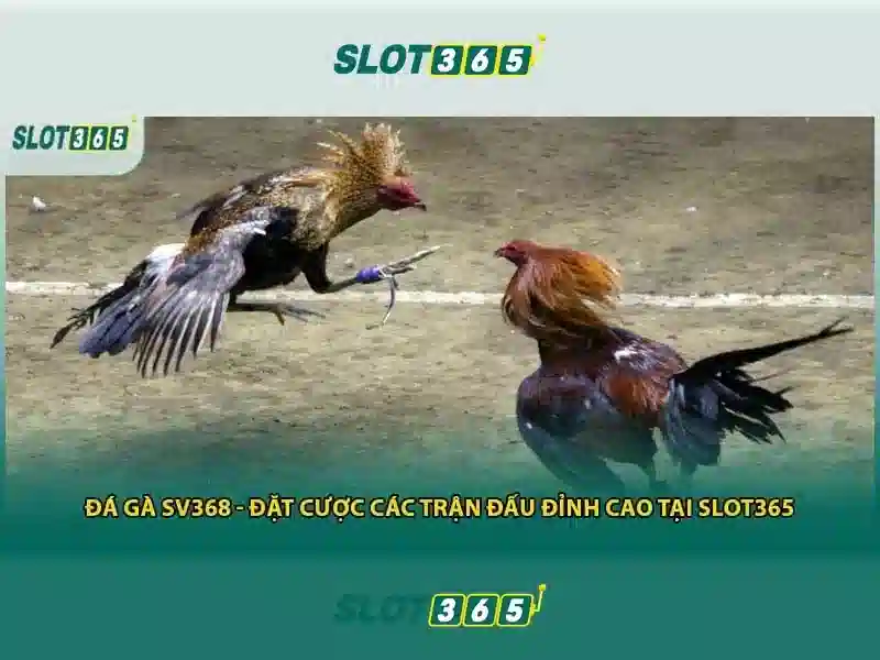 Slot365: Nền tảng chơi slot trực tuyến an toàn và thú vị