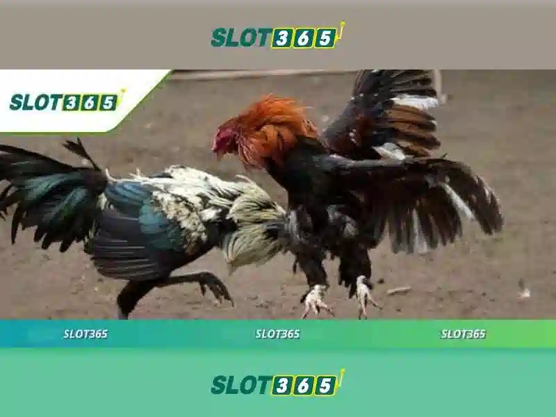 Slot365 là gì?