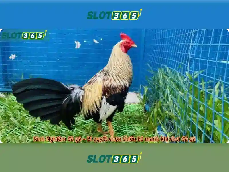 Slot365: Trải nghiệm slot trực tuyến tại nền tảng uy tín