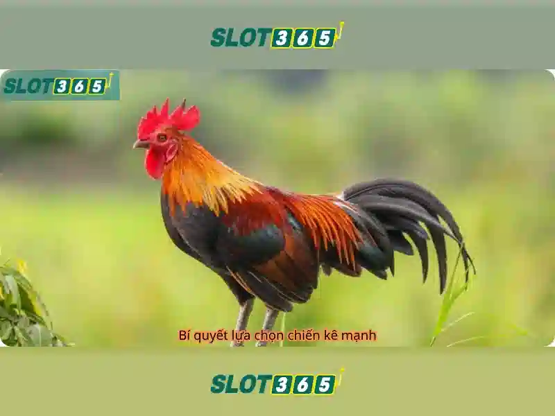 Slot365 – Đánh giá nền tảng casino trực tuyến nổi bật