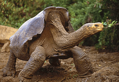 Screen Shot 2016-08-19 at 7.51.57 AM