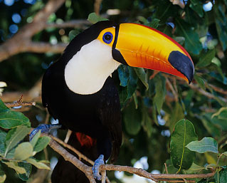 tocotoucan2